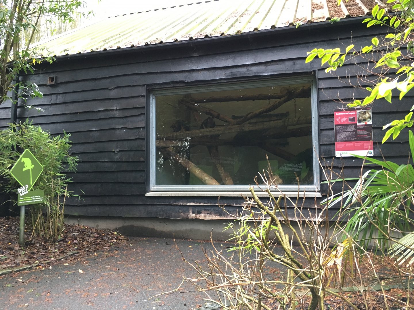 Goodfellow's Tree Kangaroo Indoor Exhibit