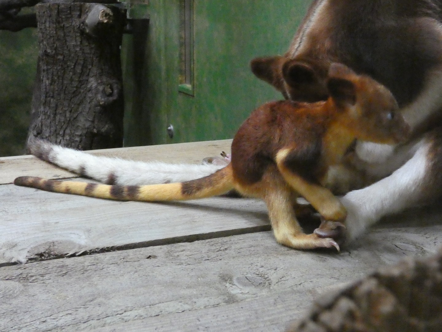 Goodfellow's tree kangaroo joey out of pouch