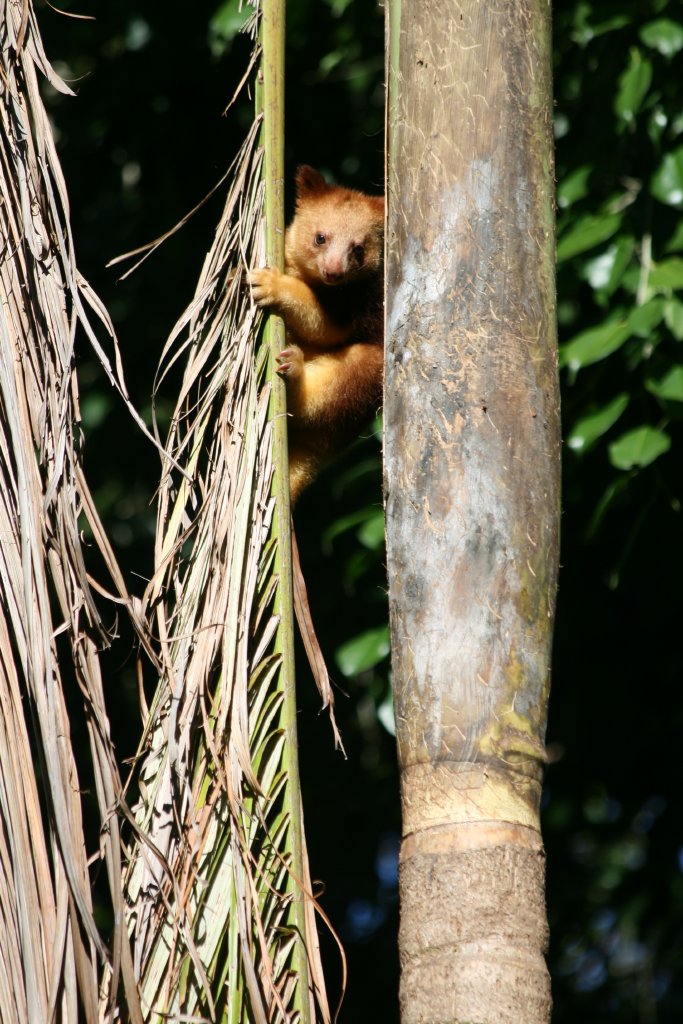 Goodfellows Tree Kangaroo joey
