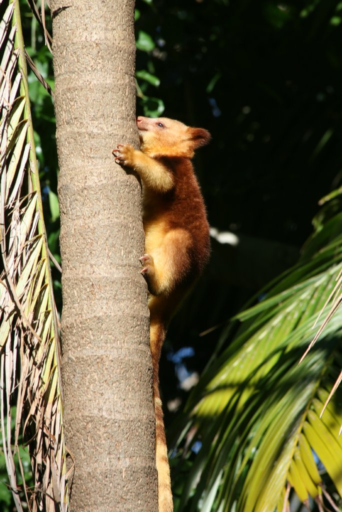 Goodfellows Tree Kangaroo joey