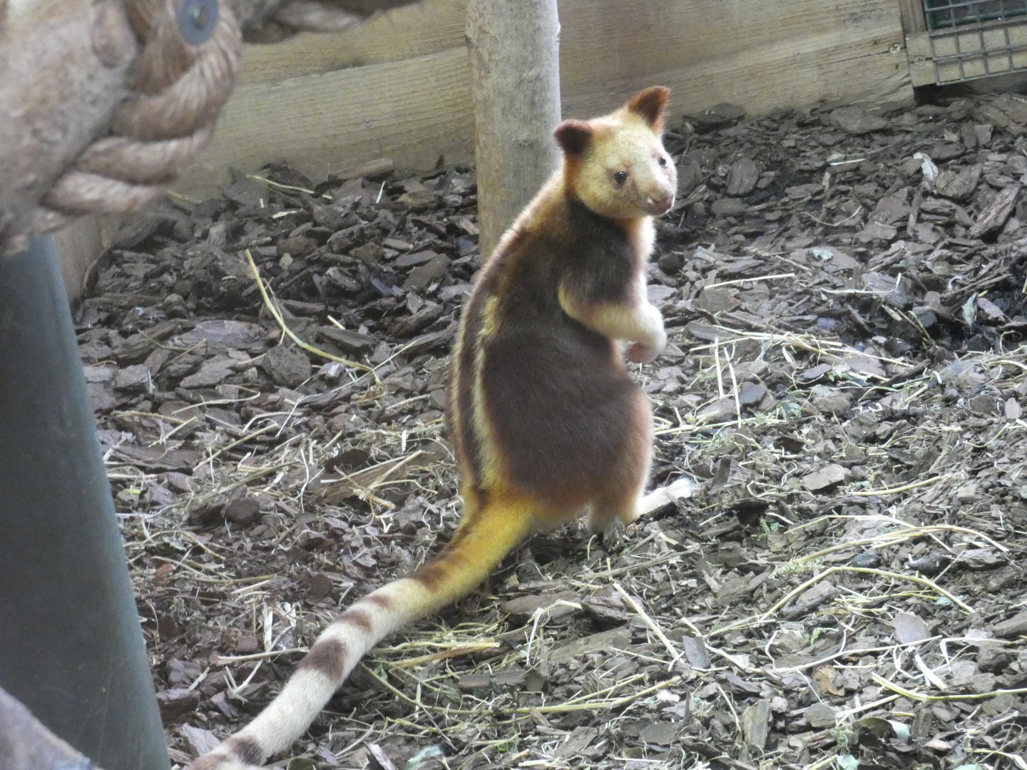 Goodfellow's Tree Kangaroo joey