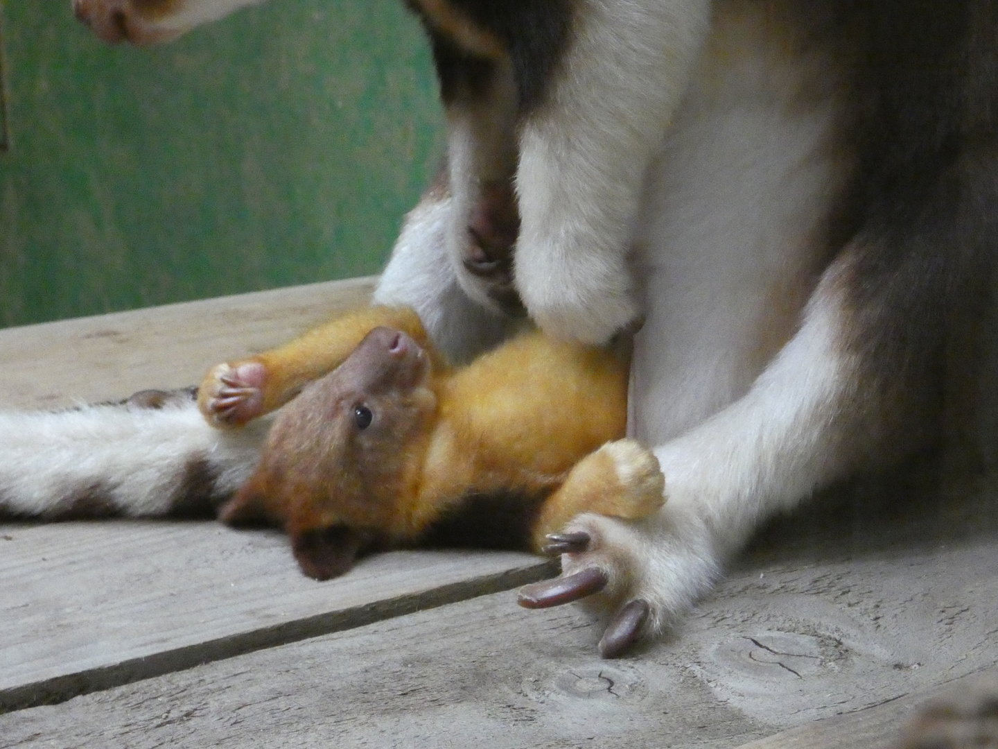Goodfellow's tree kangaroo joey