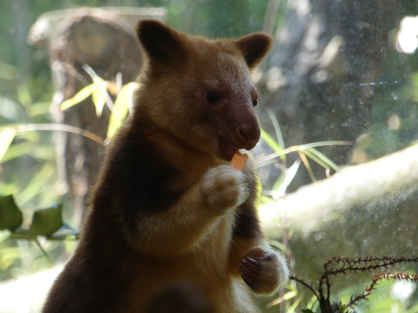 Goodfellow's tree kangaroo joey