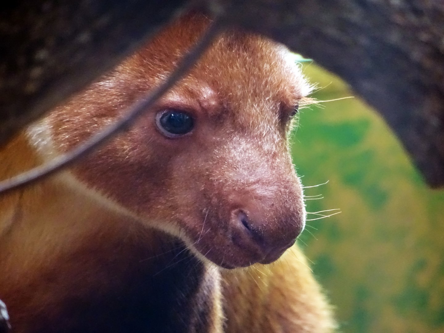 Goodfellow's Tree Kangaroo, July 2019