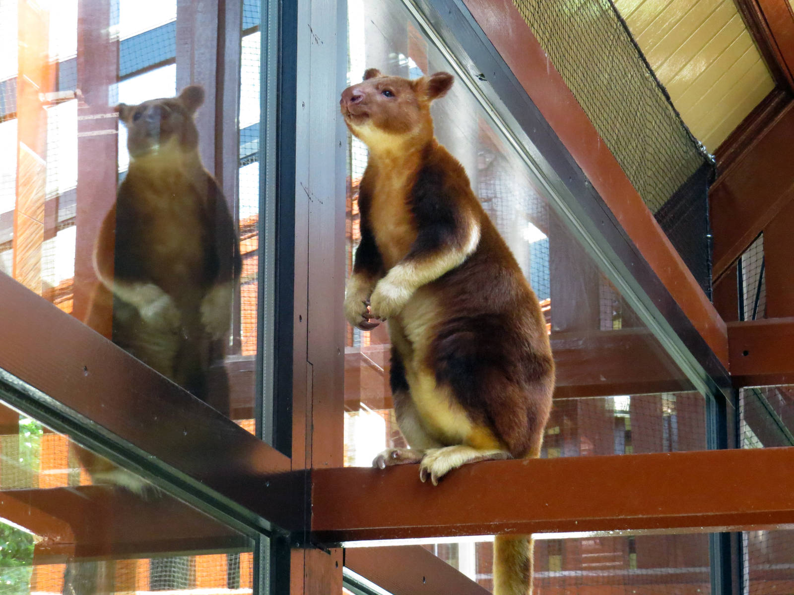 Goodfellow's tree kangaroo, June 2015