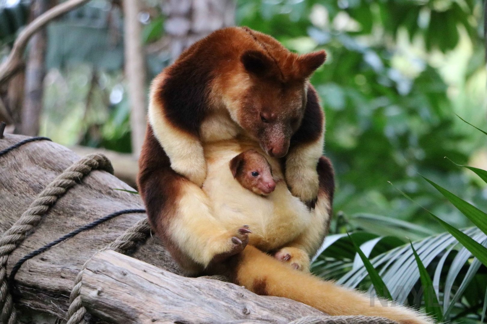 Goodfellow's tree kangaroo, June 2016