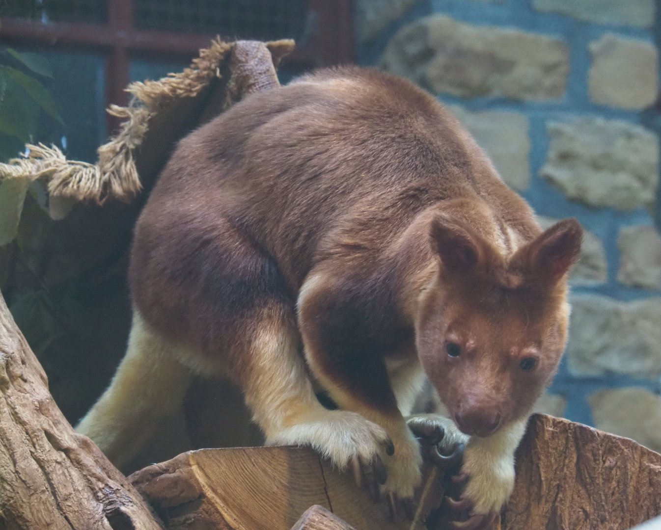 Goodfellow's tree kangaroo Lily (Dendrolagus goodfellowi buergersi), 2020-09-20