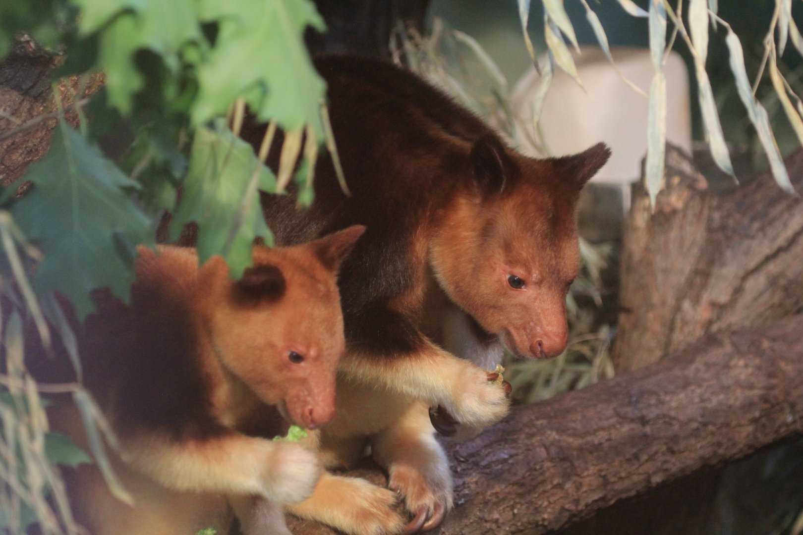 Goodfellow's tree-kangaroo (May 2018)
