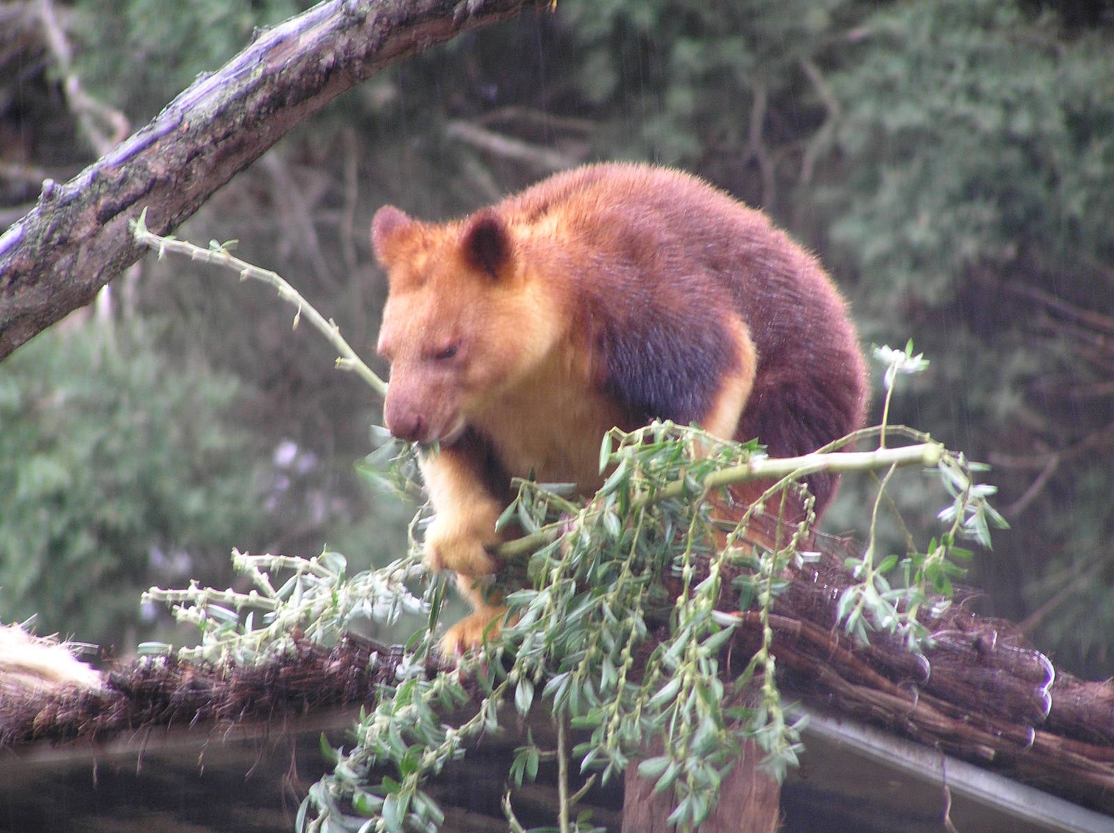 Goodfellows tree kangaroo - Melbourne zoo 05