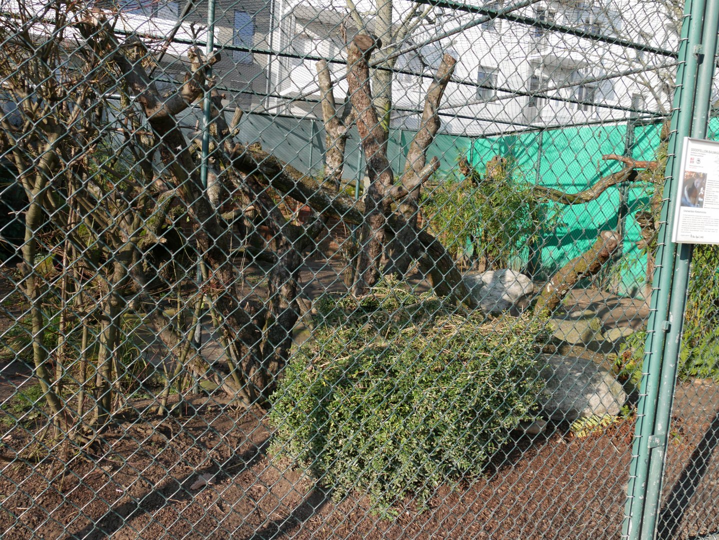 Goodfellow's tree-kangaroo outdoor aviary (January 2019)