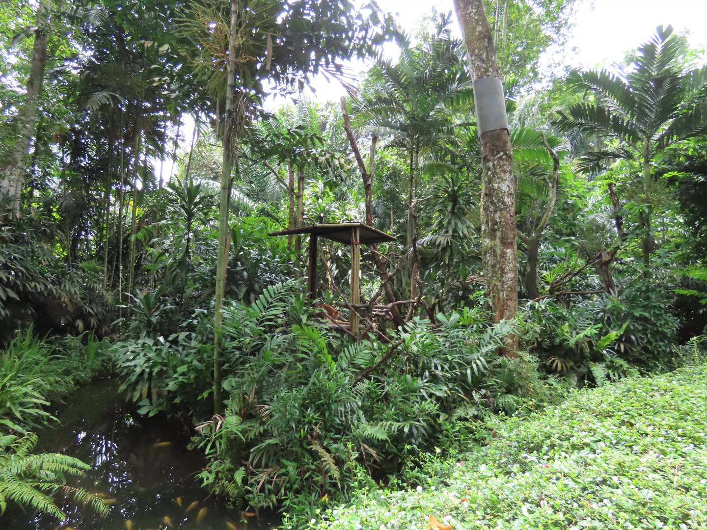 Goodfellow's tree kangaroo outdoor exhibit