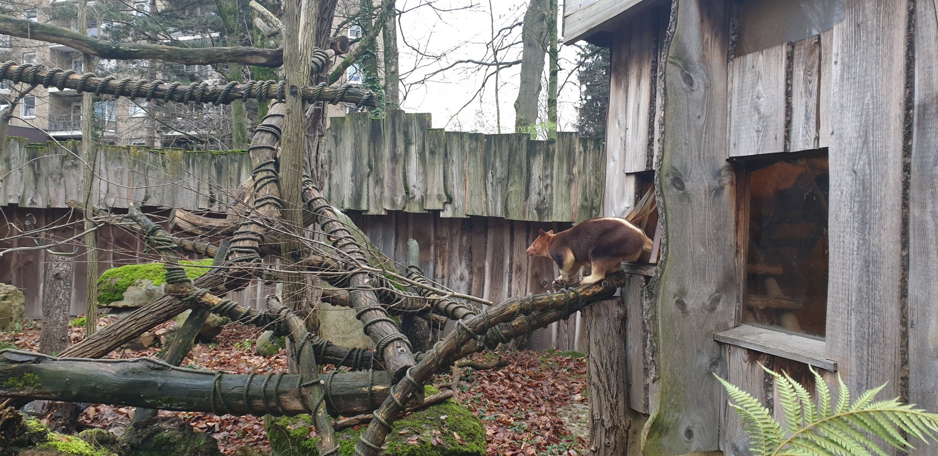 Goodfellow's tree-kangaroo outdoor