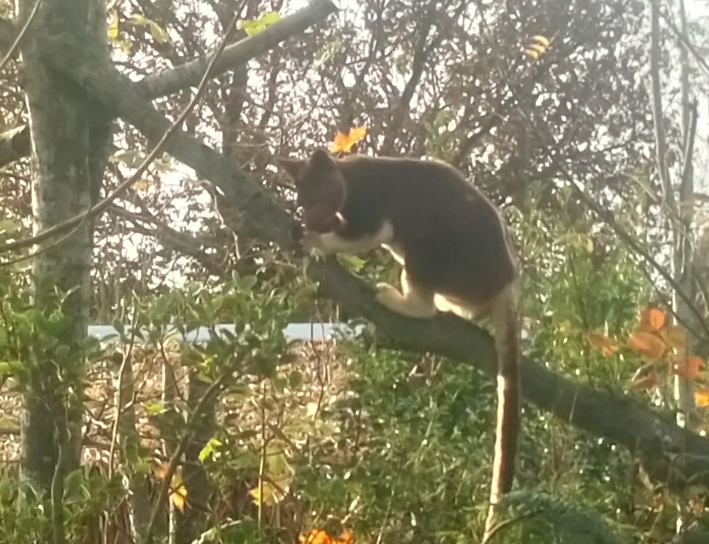 Goodfellow's tree Kangaroo outdoors in the winter sun