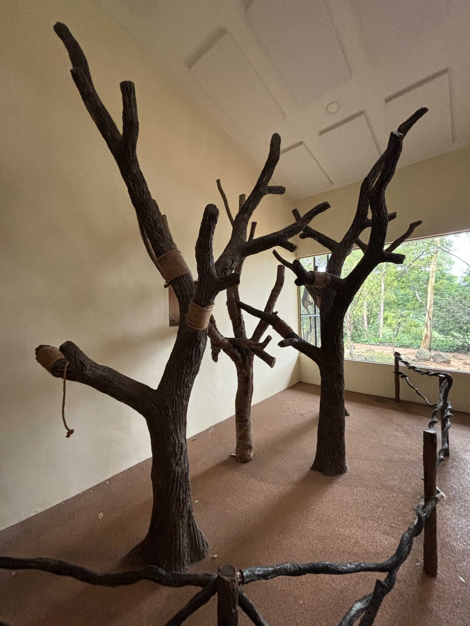 Goodfellow’s Tree Kangaroo Presentation Area
