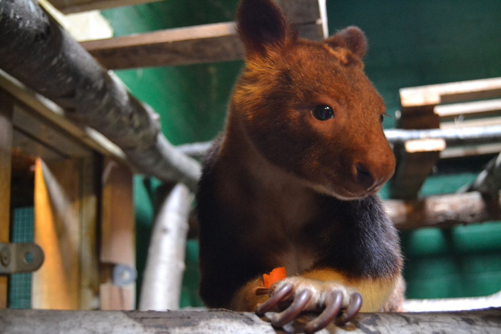 Goodfellow's Tree Kangaroo - September 2016