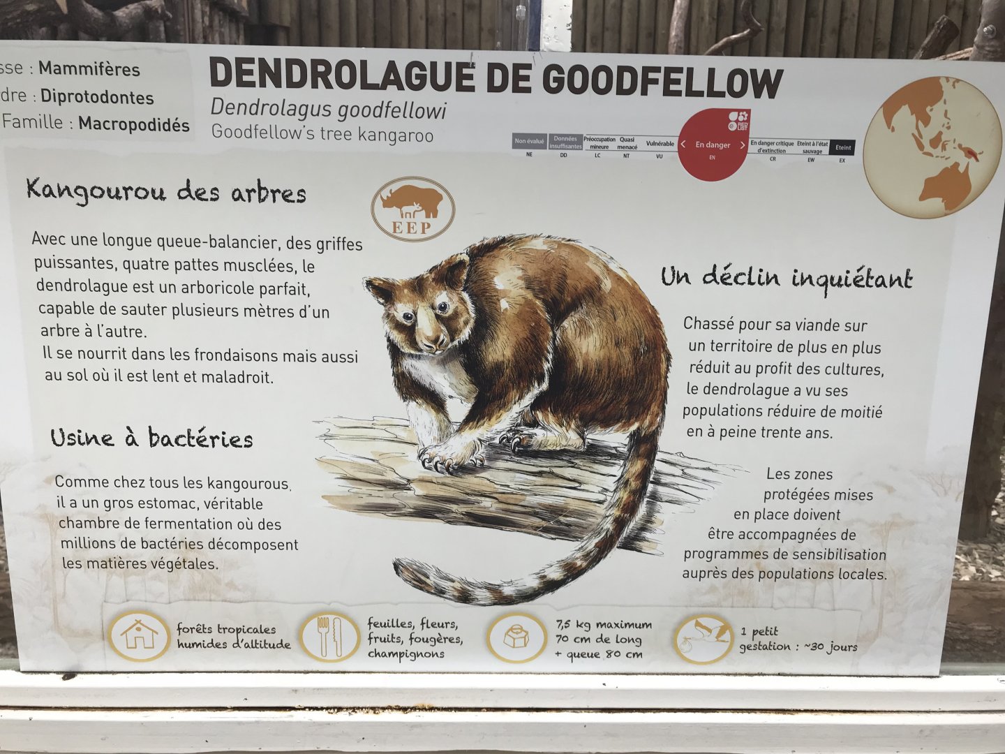 Goodfellow's Tree Kangaroo Signage