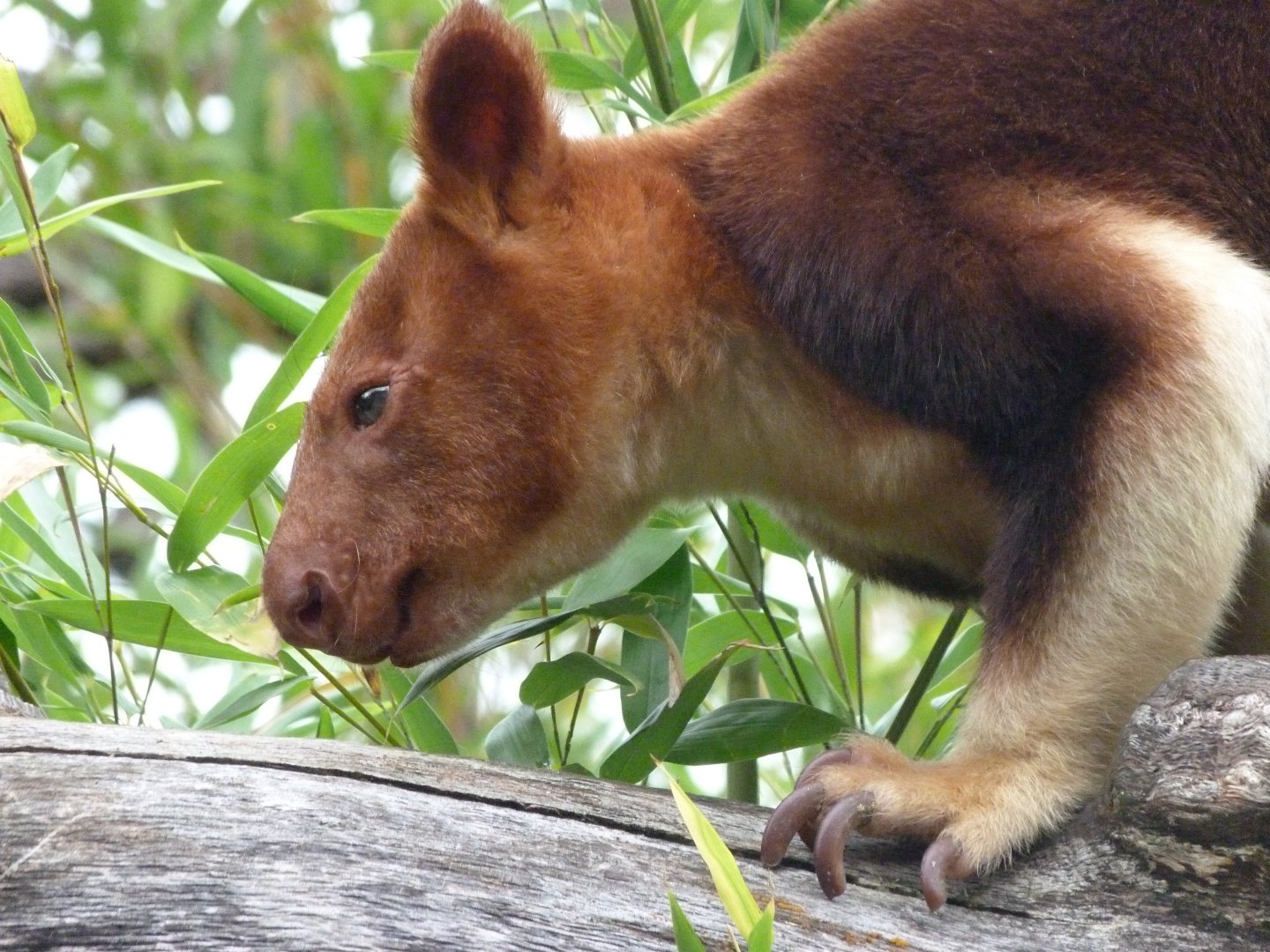 Goodfellow’s tree-kangaroo -Tierpark Berlin (2024)