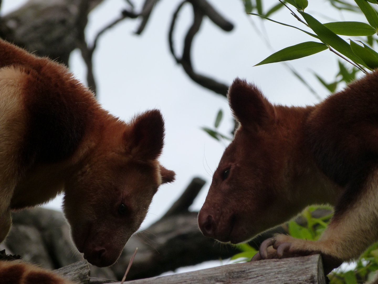 Goodfellow’s tree-kangaroo -Tierpark Berlin (2024)