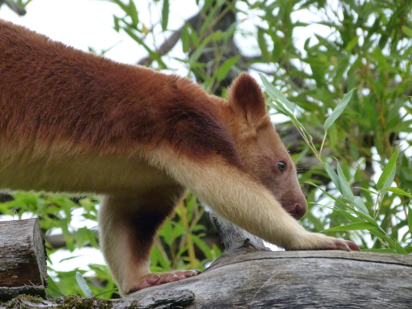 Goodfellow’s tree-kangaroo -Tierpark Berlin (2024)