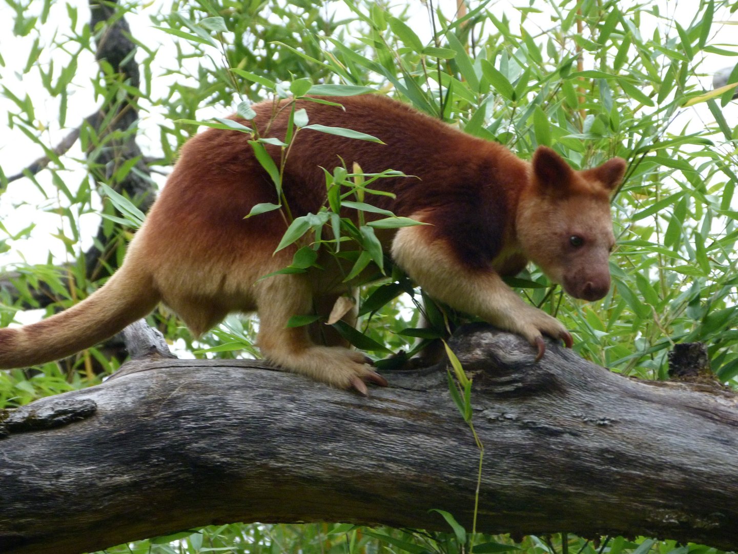 Goodfellow’s tree-kangaroo -Tierpark Berlin (2024)