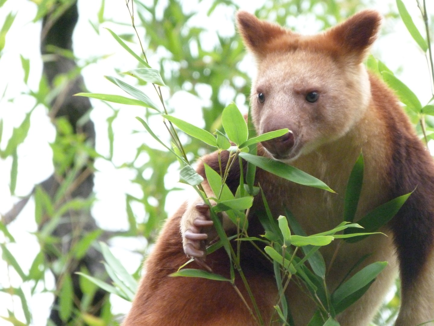 Goodfellow’s tree-kangaroo -Tierpark Berlin (2024)