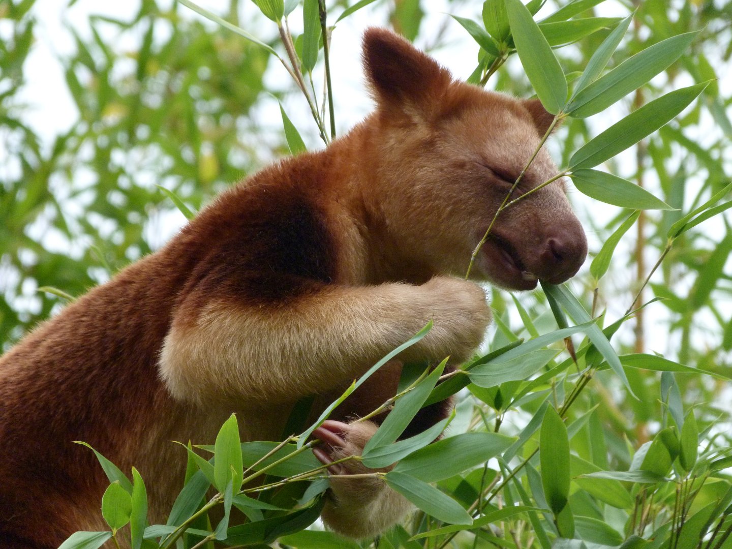 Goodfellow’s tree-kangaroo -Tierpark Berlin (2024)