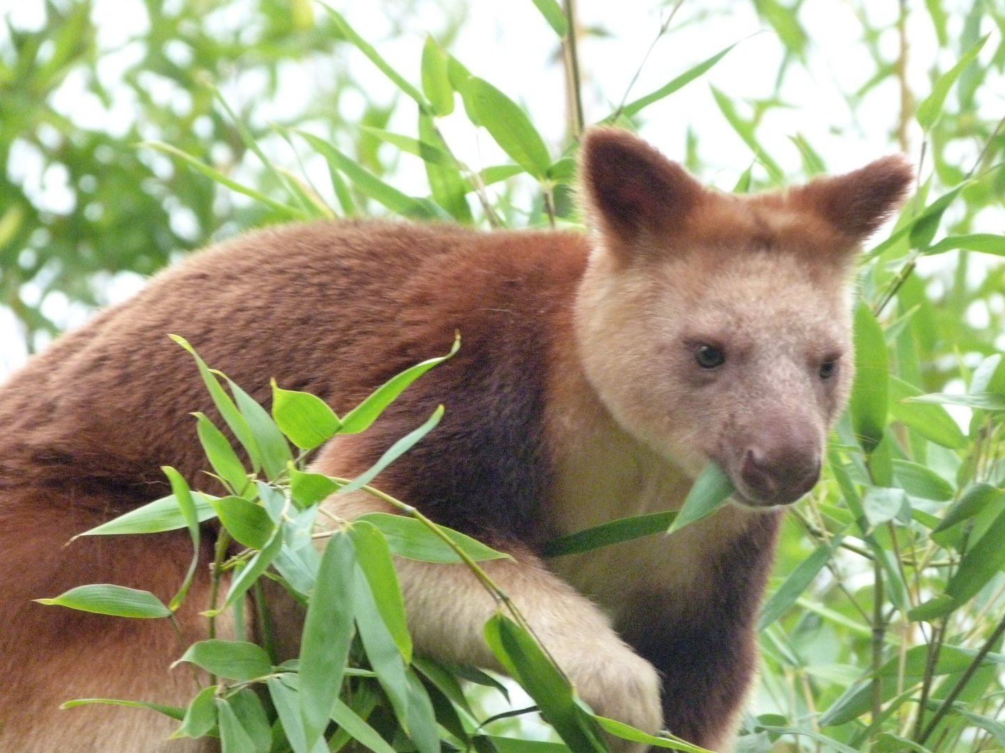 Goodfellow’s tree-kangaroo -Tierpark Berlin (2024)