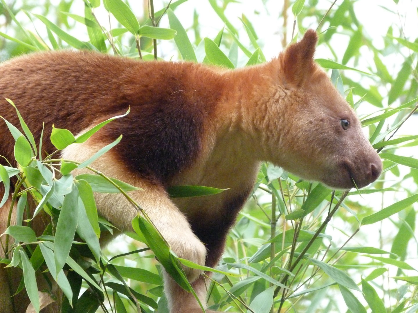 Goodfellow’s tree-kangaroo -Tierpark Berlin (2024)