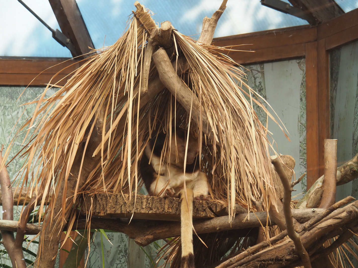 Goodfellow's tree kangaroo tree hut, 2022-06-15