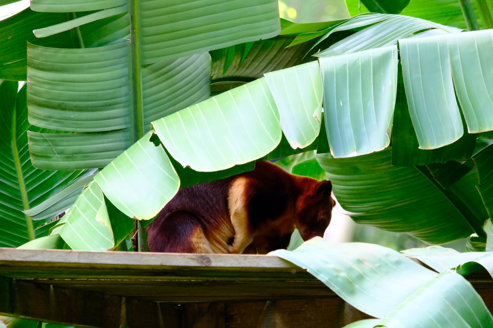 Goodfellow's Tree-Kangaroo - Wildlife HQ