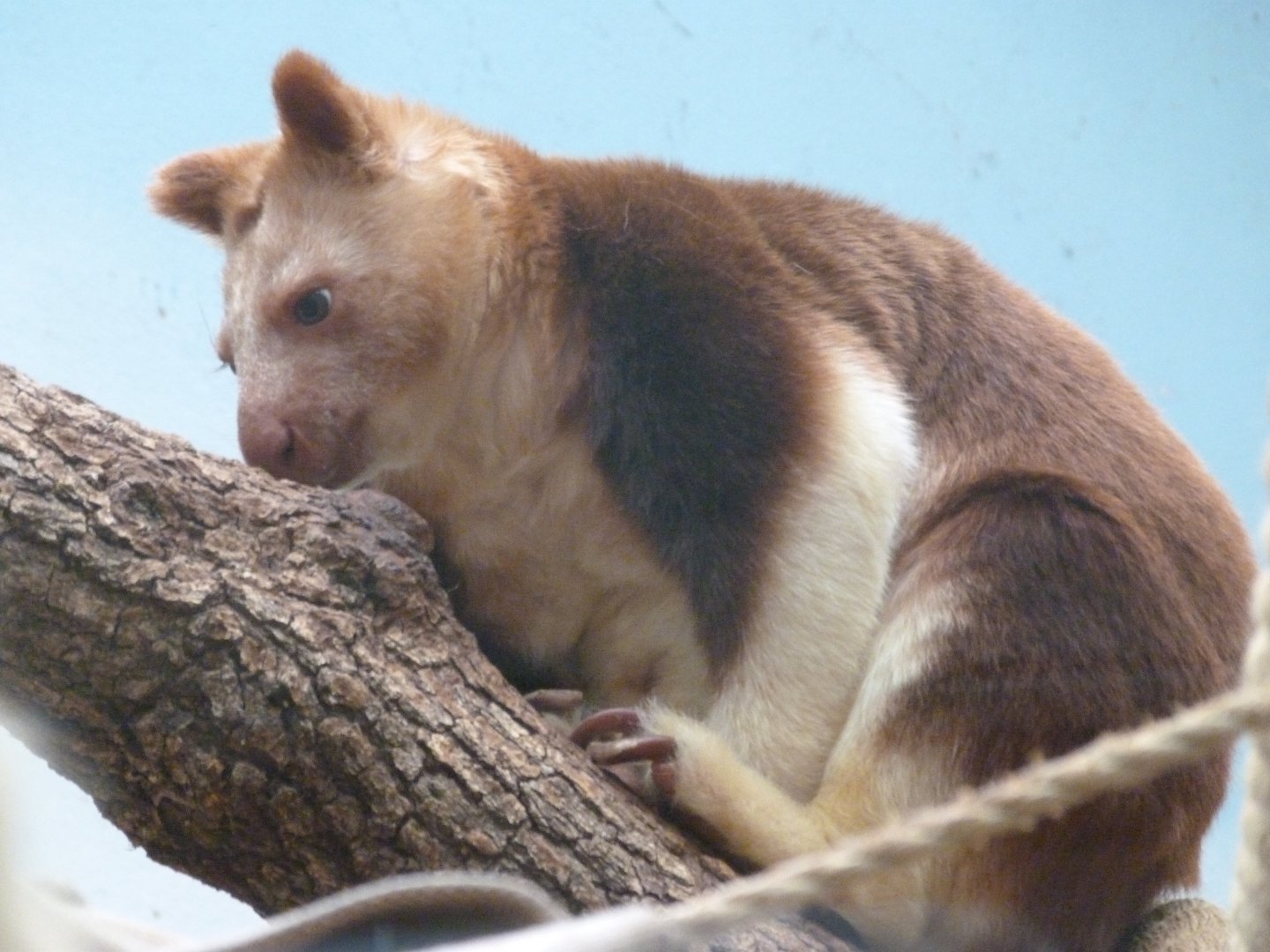 Goodfellow’s tree-kangaroo -ZooParc de Beauval (2025)
