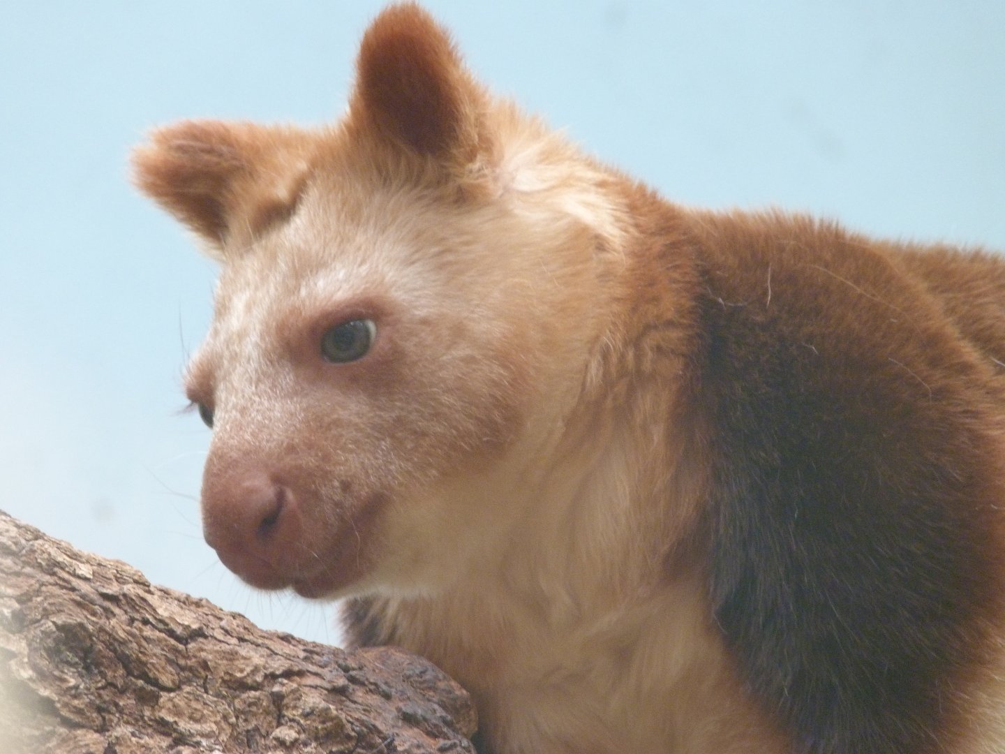Goodfellow’s tree-kangaroo -ZooParc de Beauval (2025)