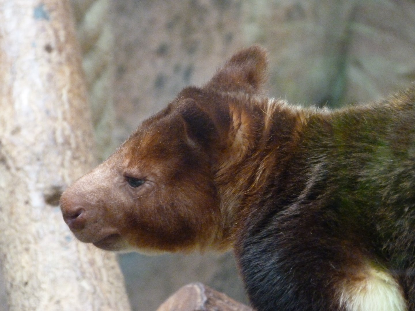 Goodfellow’s tree-kangaroo -ZooParc de Beauval (2025)