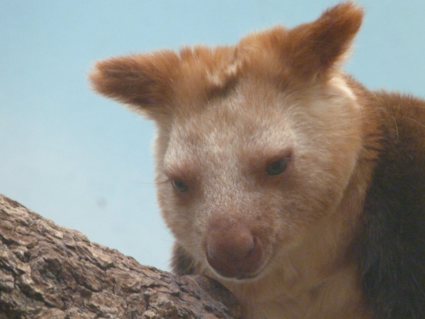 Goodfellow’s tree-kangaroo -ZooParc de Beauval (2025)