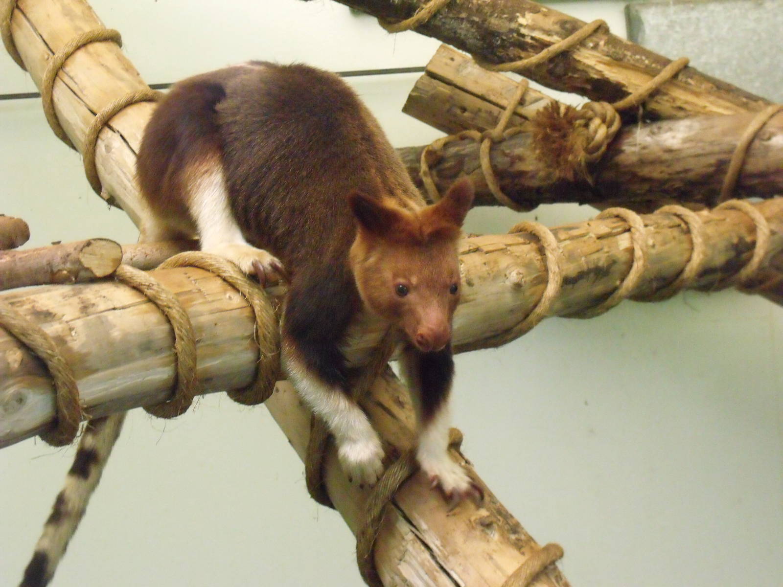 Goodfellows Tree Kangaroo
