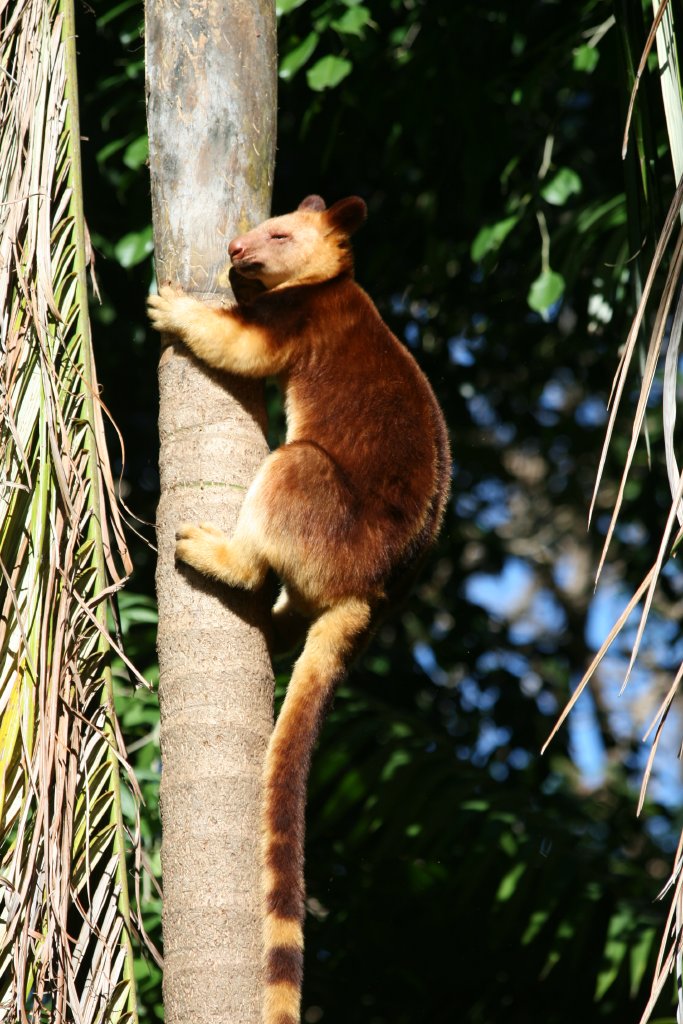 Goodfellows Tree Kangaroo