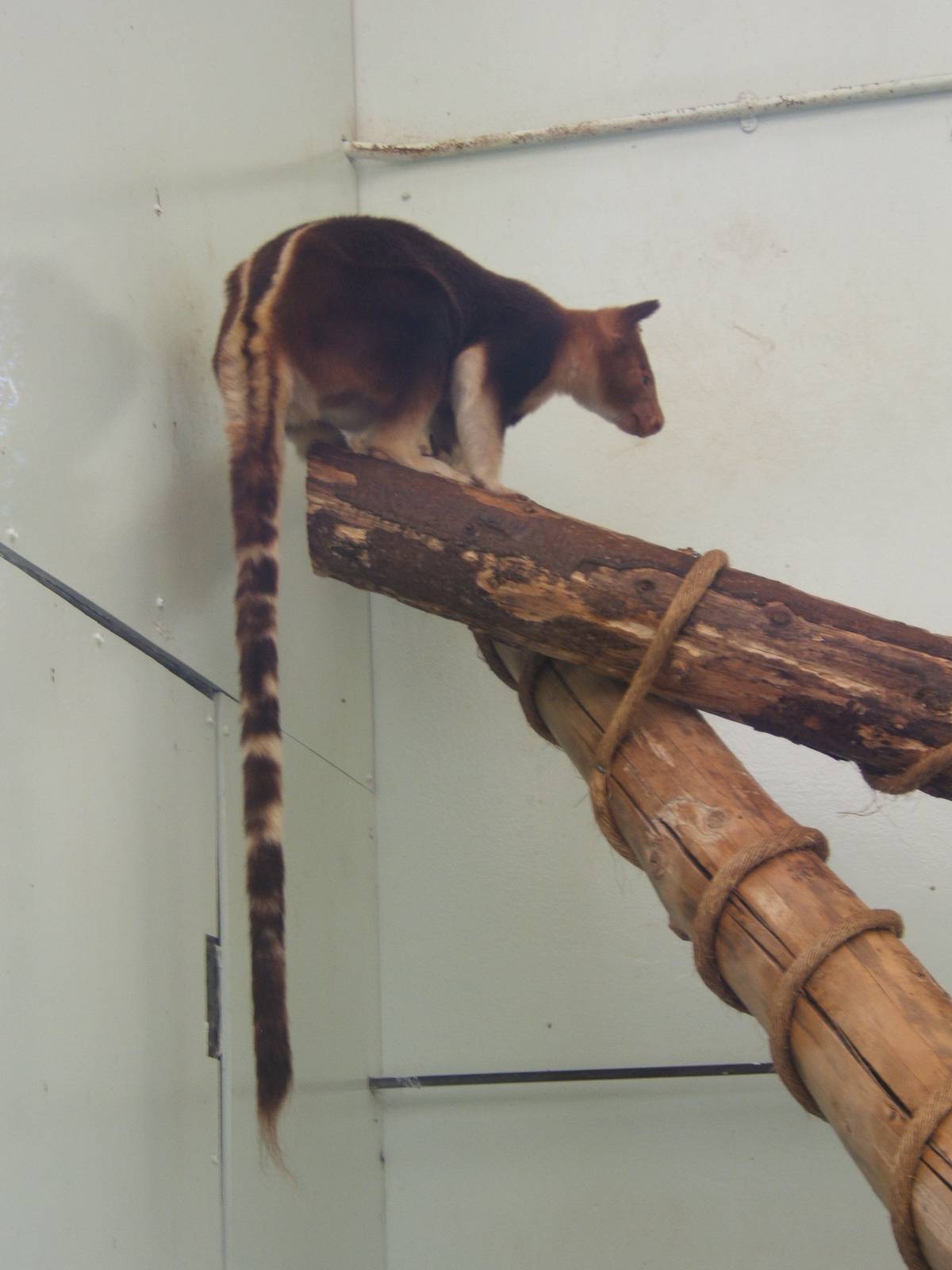 Goodfellows Tree Kangaroo