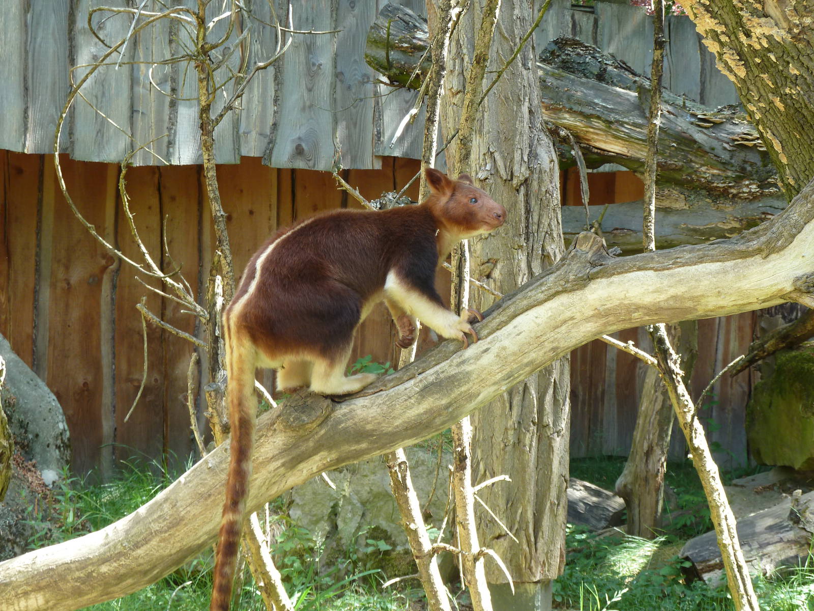 Goodfellow's tree-kangaroo