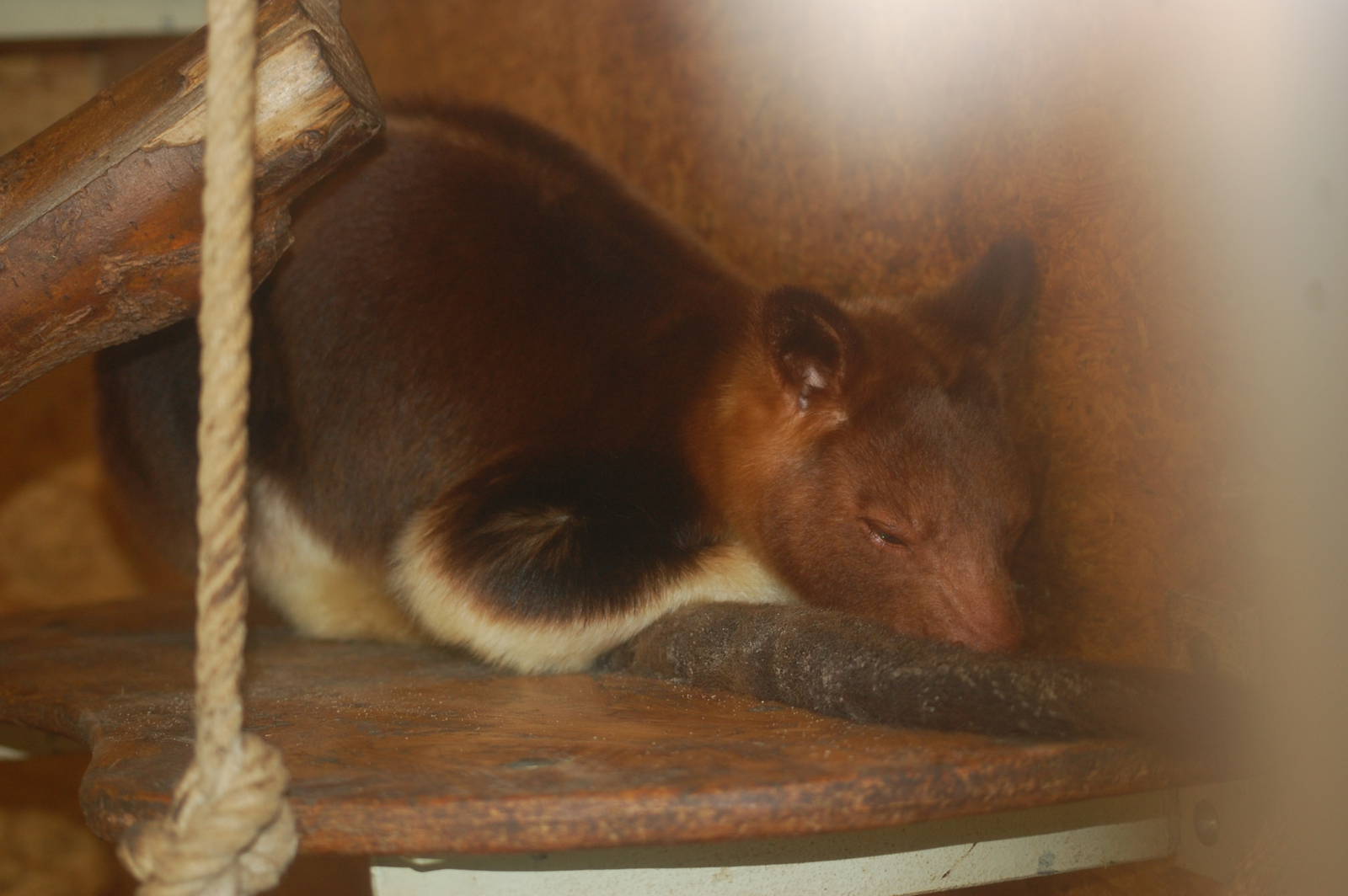 Goodfellow's tree kangaroo