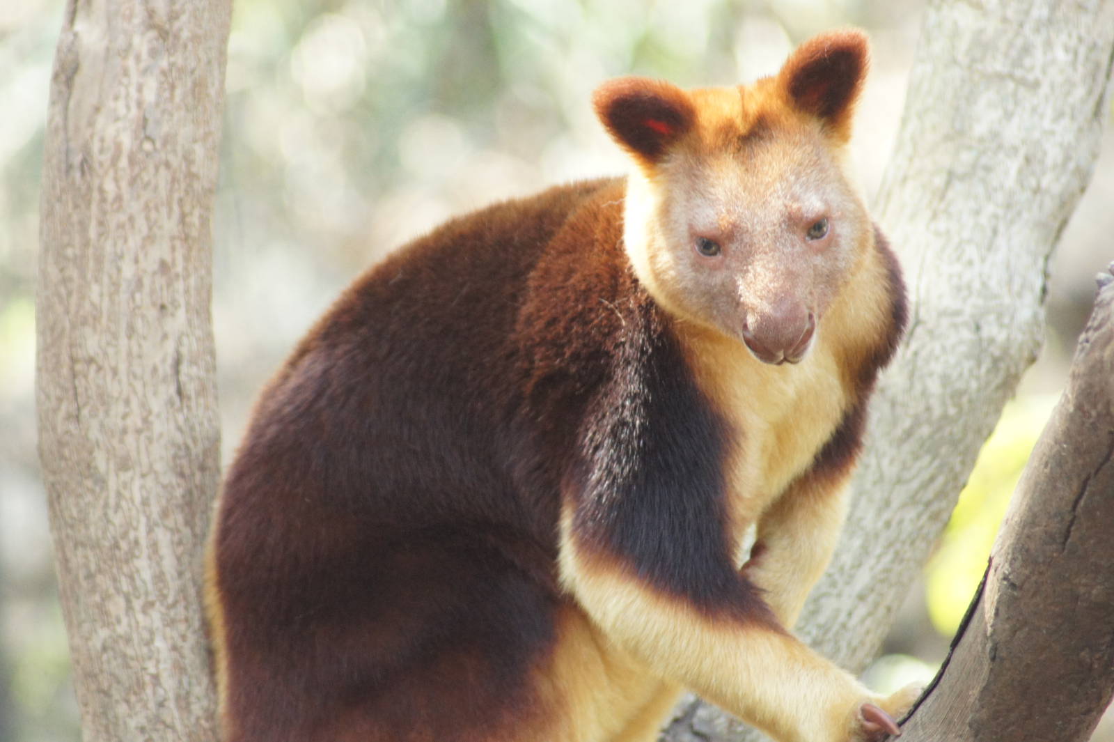Goodfellow's Tree Kangaroo