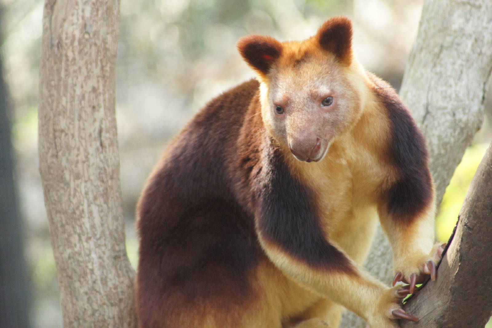 Goodfellow's Tree Kangaroo