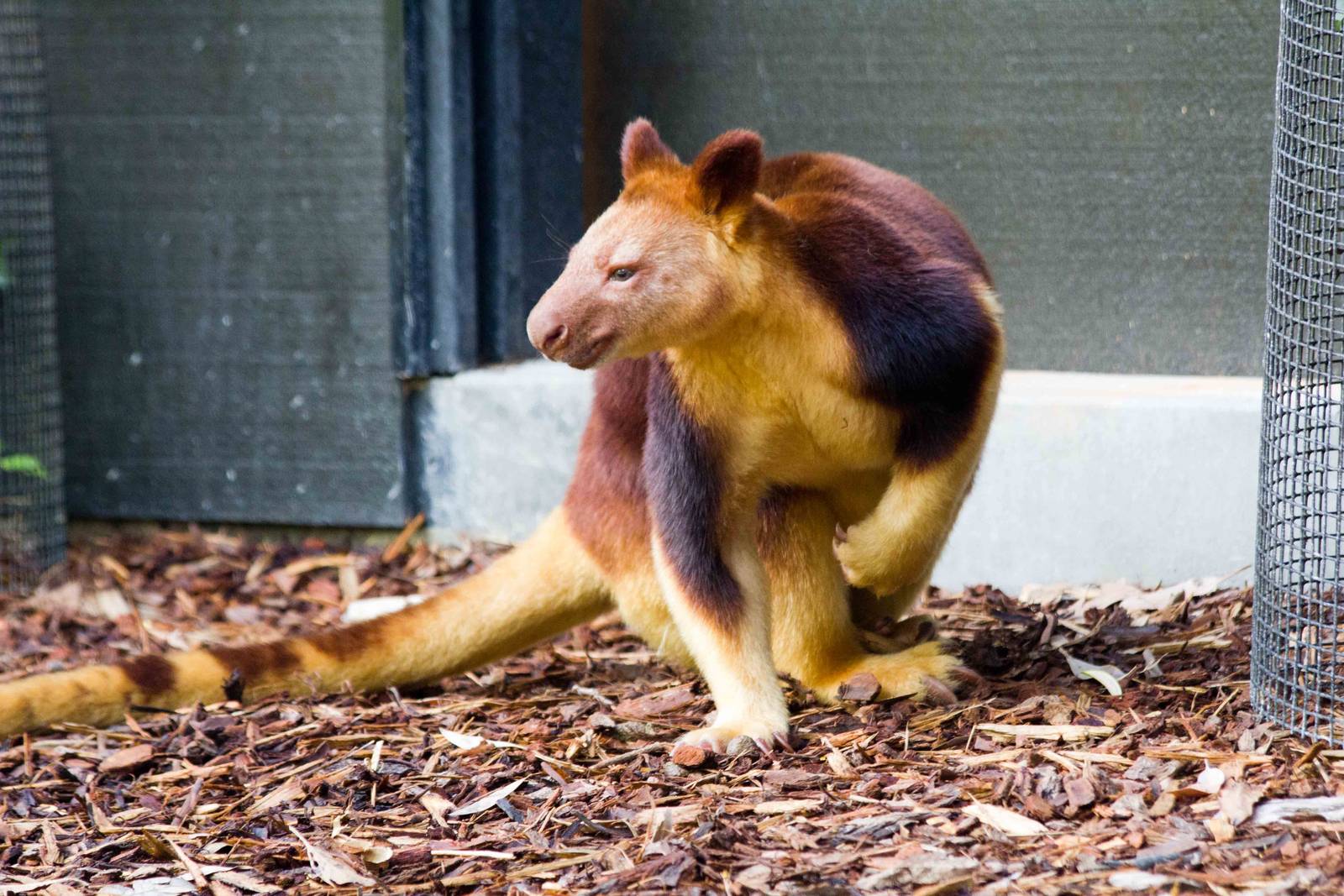 Goodfellow's Tree Kangaroo