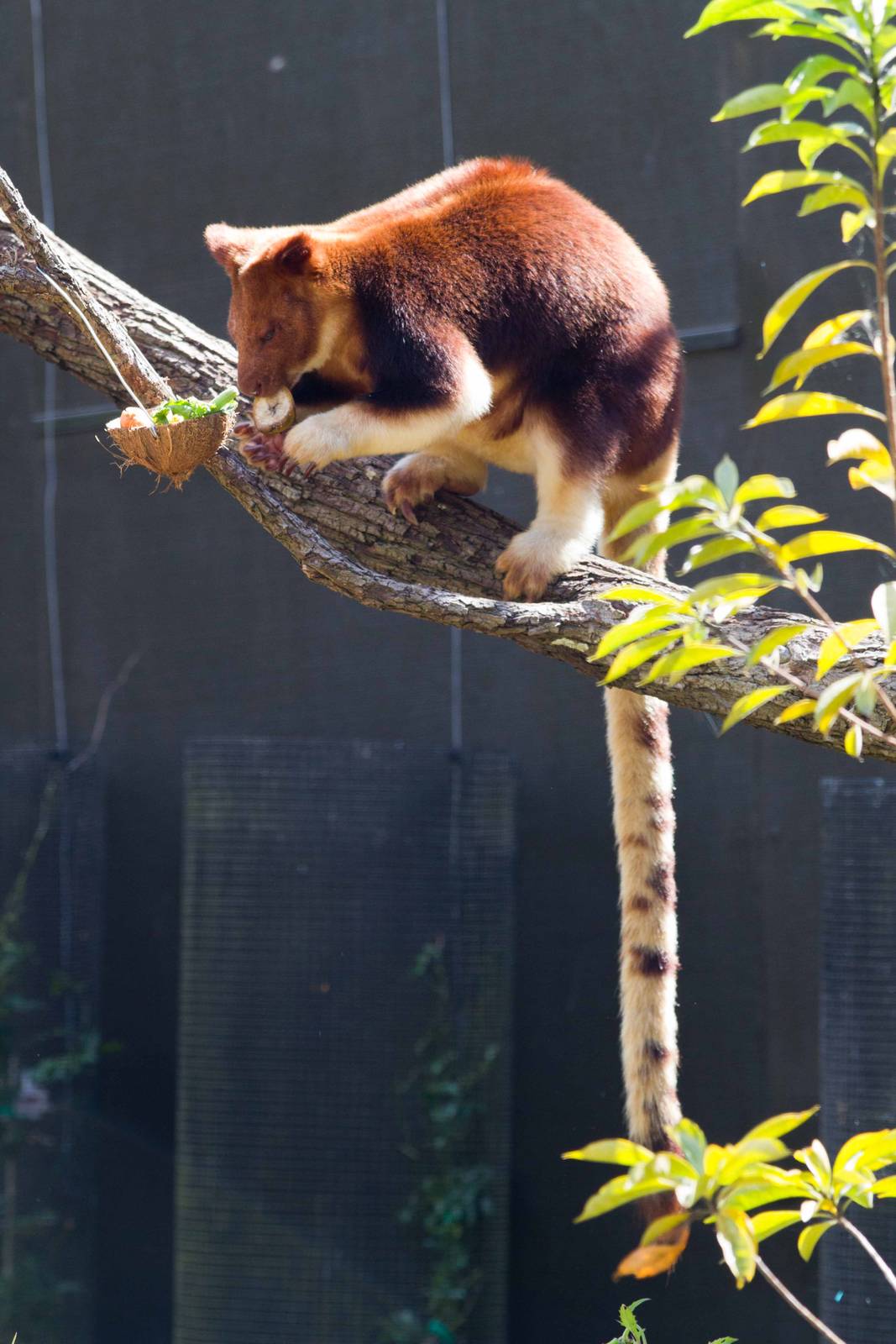 Goodfellow's Tree Kangaroo