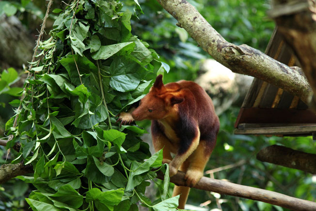 Goodfellow's tree kangaroo