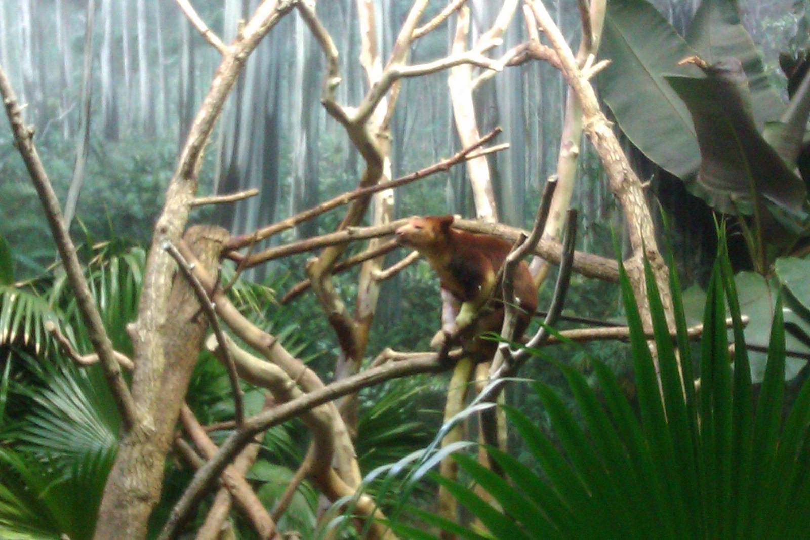Goodfellow's Tree Kangaroo