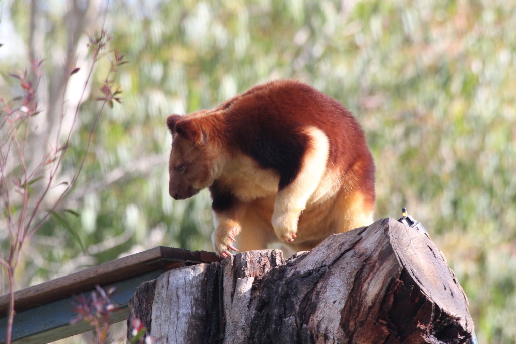 Goodfellows Tree Kangaroo