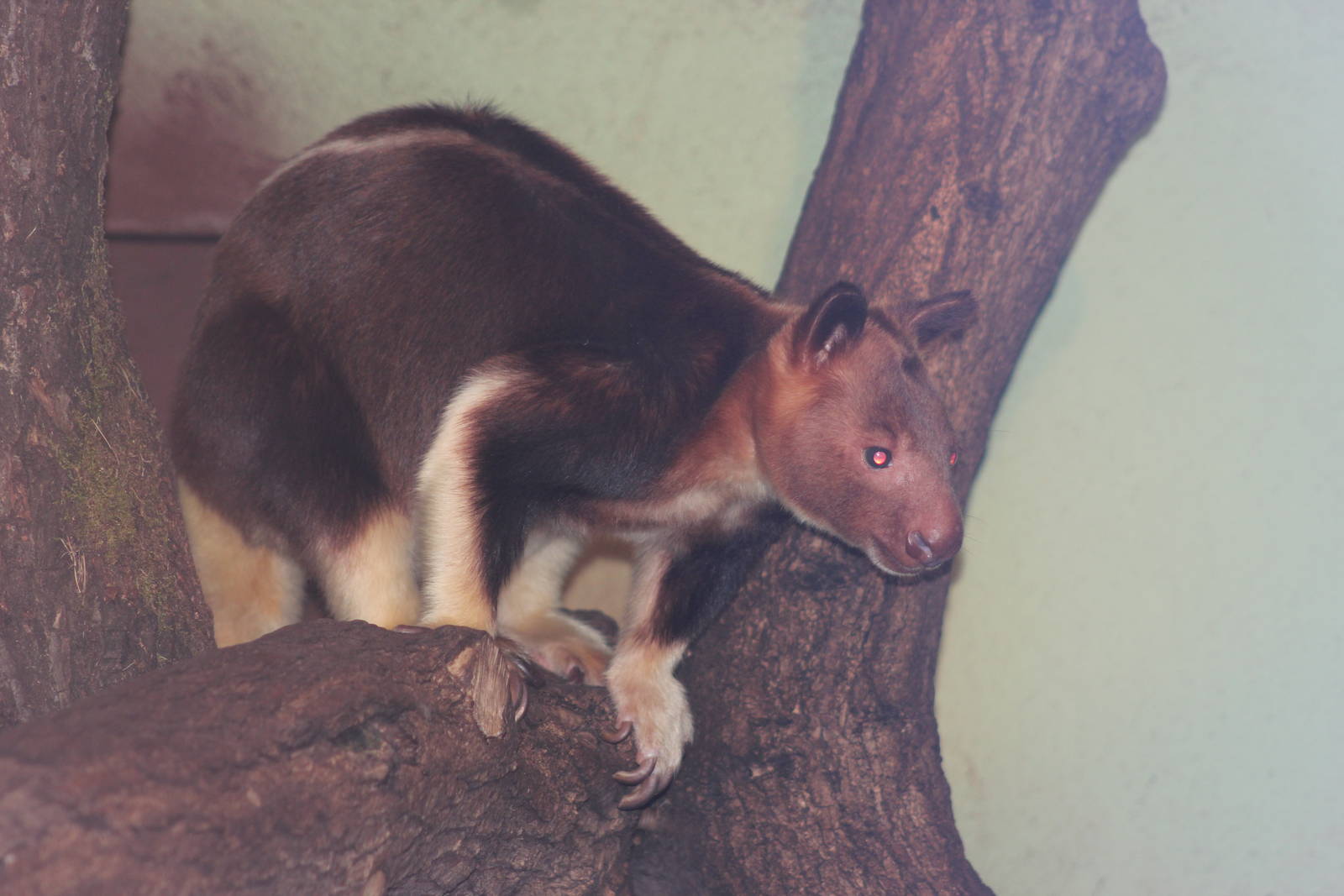 Goodfellow's tree-kangaroo