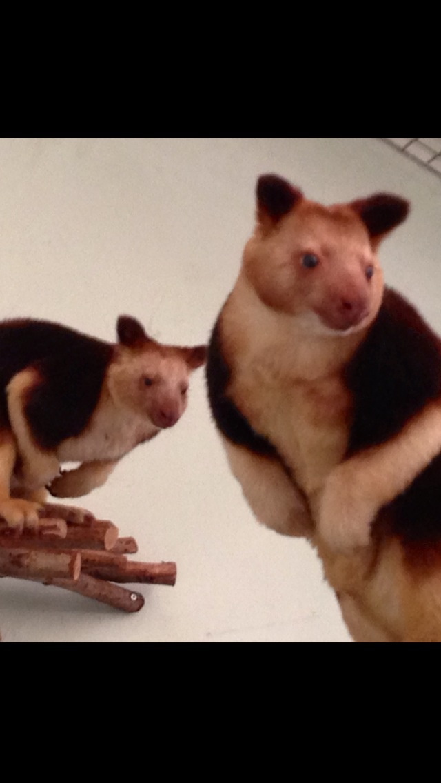 Goodfellow's tree kangaroo