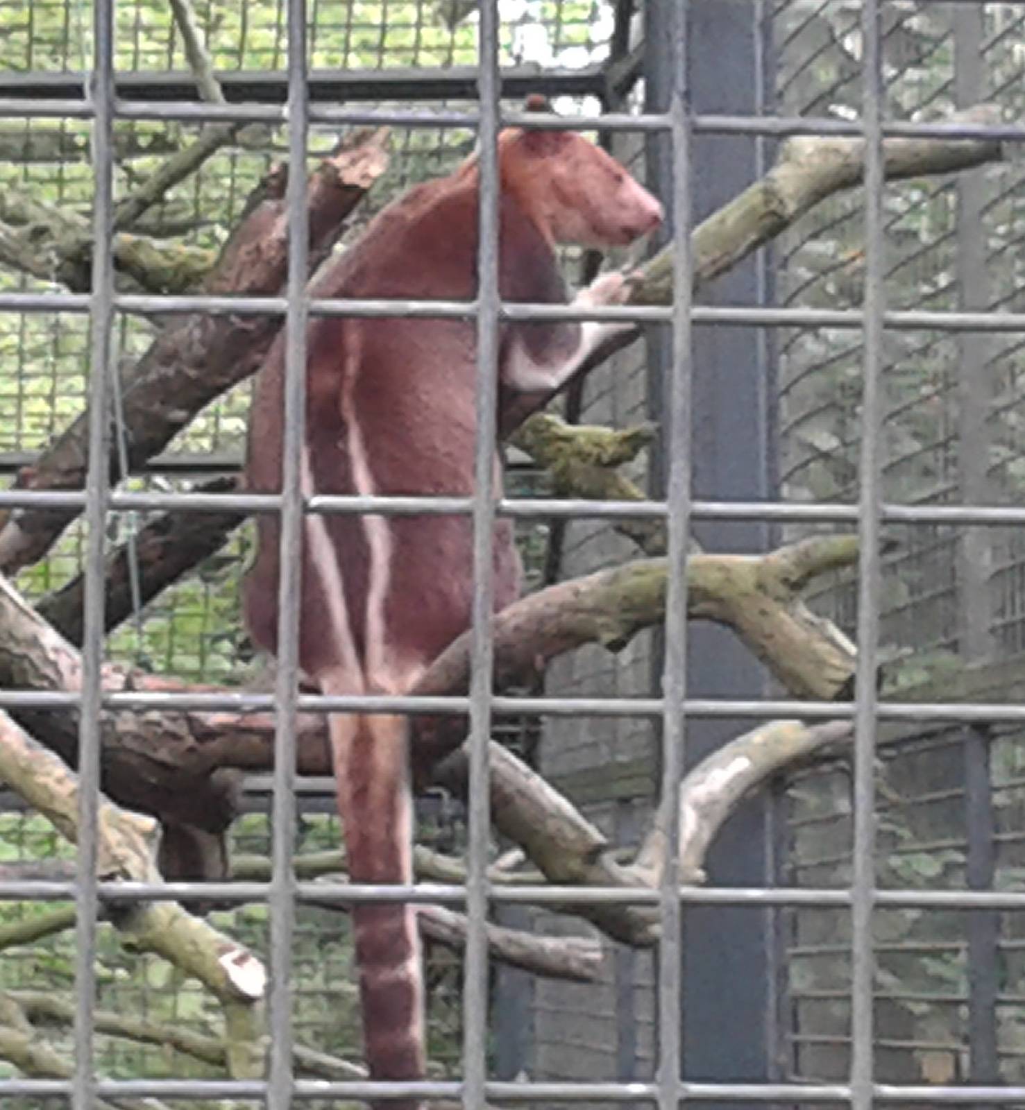 Goodfellow's tree kangaroo