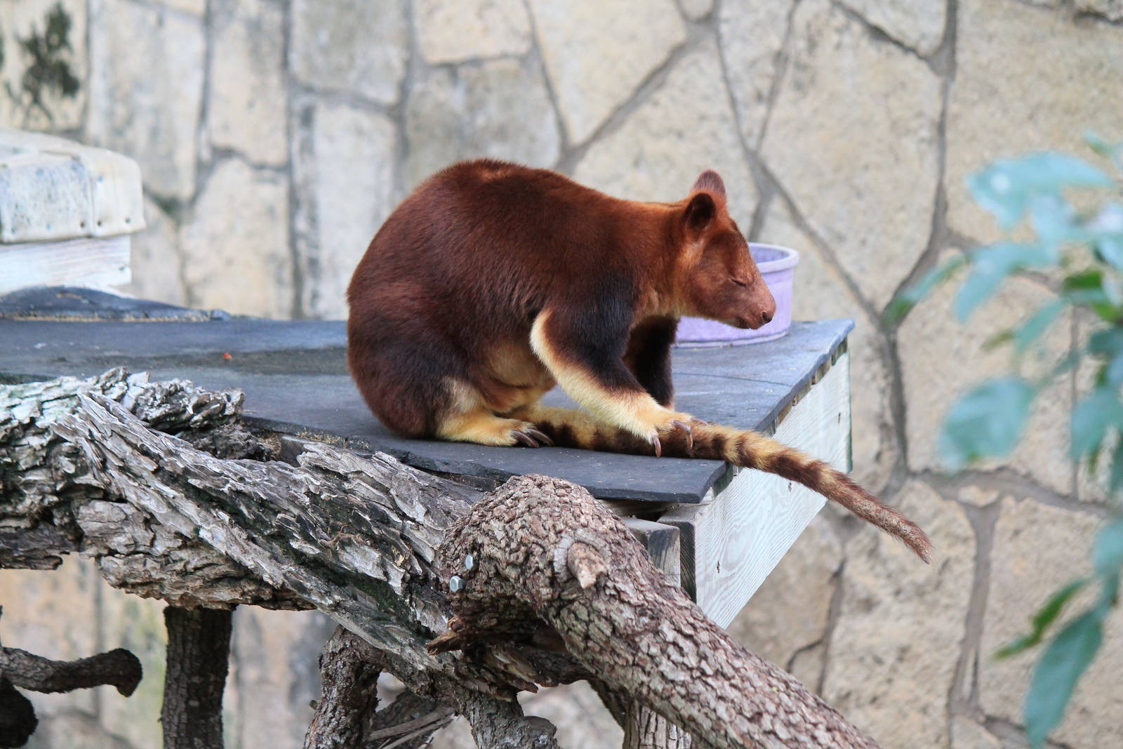 Goodfellow's Tree Kangaroo